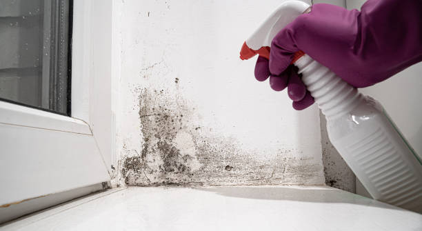 Best Water damage mitigation services  in Farr West, UT